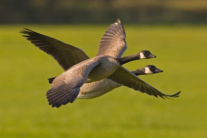 Kanadagans Branta canadensis